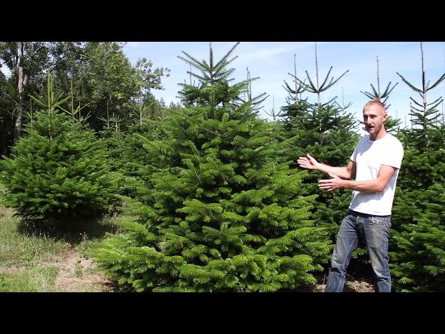 Nordman Fir Christmas Tree Guide