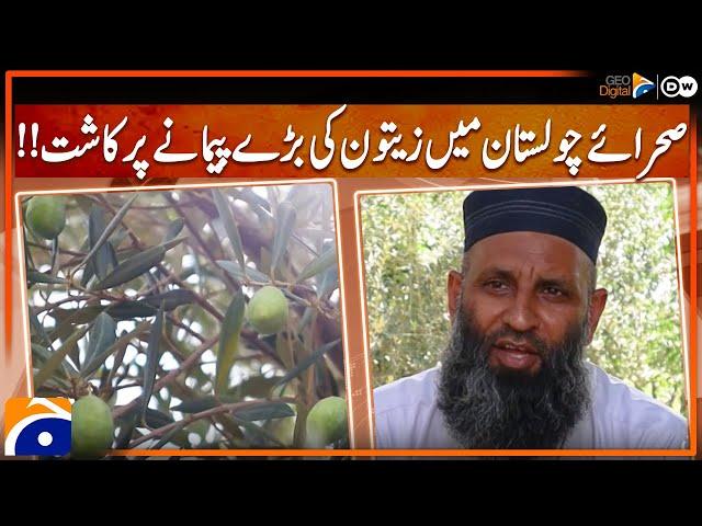 Olive farming in Cholistan desert - how to start olive farming in Pakistan - Geo Digital