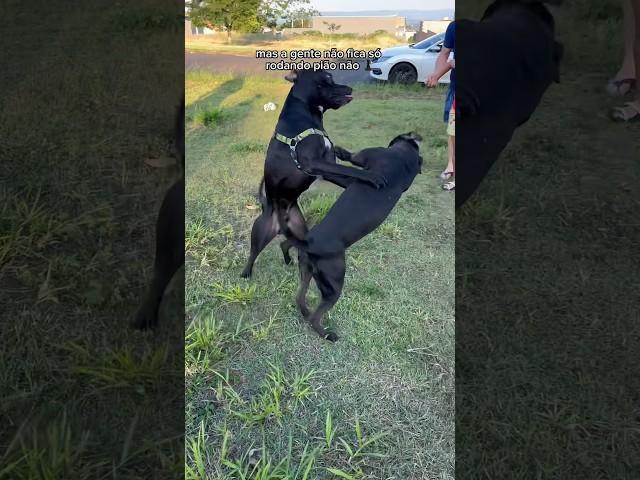 Reencontrando minha melhor amiga Maya ️cachorros pitbull brincando  #cachorro #pitbull #cachorros