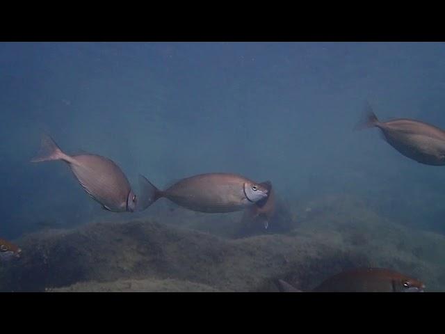 Large schools of fish at Dasoudi marine park in Limassol coast.