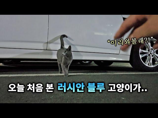 오늘 처음 본 러시안블루 고양이