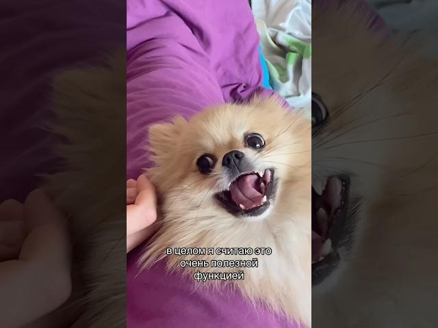 Выбрала собаку вместо детей?  #pomeranian #шпиц #померанскийшпиц #шпицы #смешныеживотные #kennel