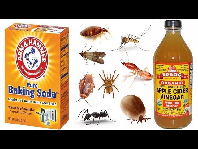 8 Natural Ways to Get Rid of Household Bugs and Pests