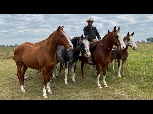 Tropilla completa de 11 caballos alazanes $1.150.000 c/u LOSEQUINOS.COM