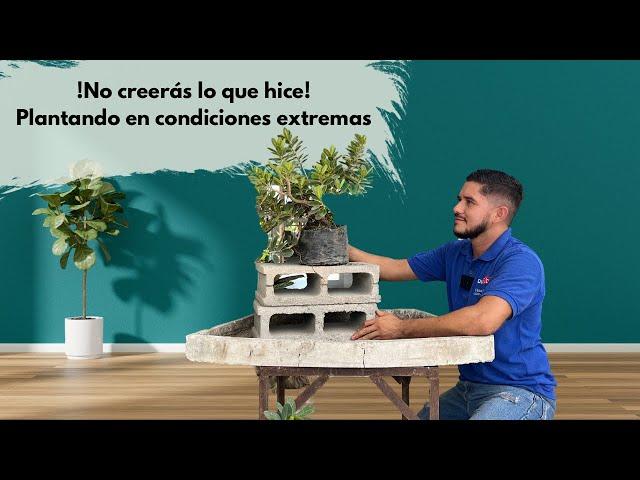 !TRASPLANTE EXTREMO¡ plantando sobre rocas, no creerás lo que hice…