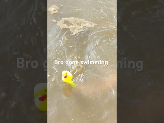 Mr Quack went swimming 