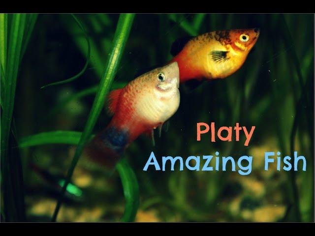 Platy: Amazing Fish