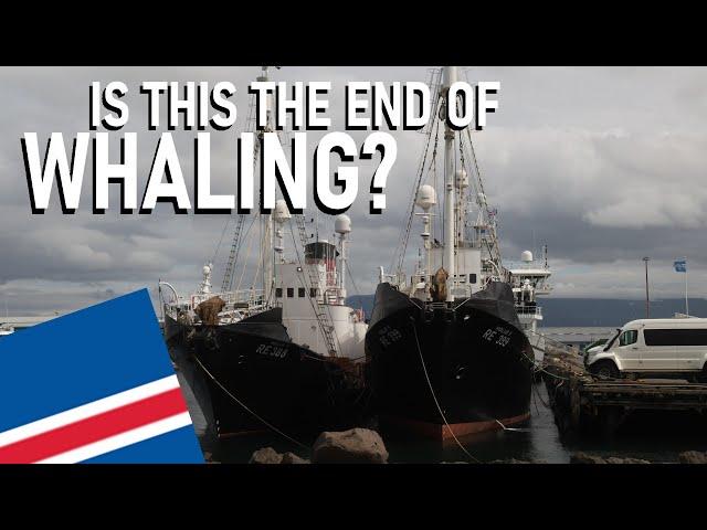 Is Whaling In Iceland Coming To An End?