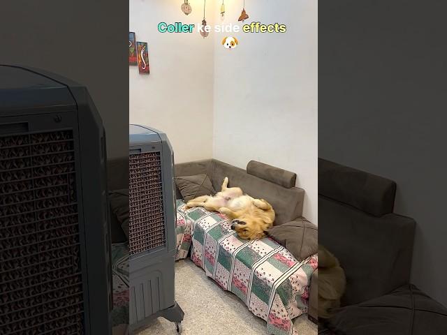 Cooler ke side effects  #goldenretriever #puppy