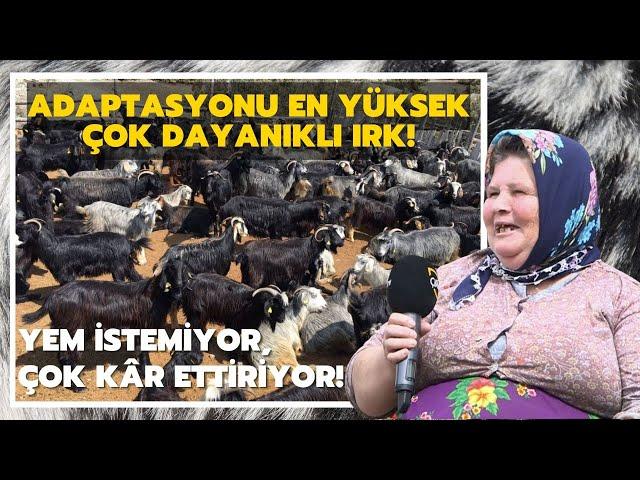 Yem İstemiyor, Çok Kâr Ettiriyor! / Adaptasyonu En Yüksek Dayanıklı Irk: Kara Kıl Keçisi