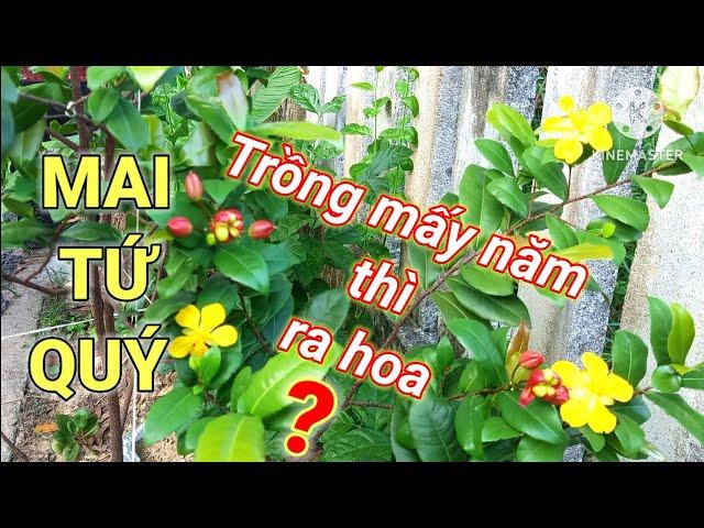 Mai tứ quý trồng mấy năm thì ra hoa. Cách chăm sóc cây Mai  để nhanh ra hoa.