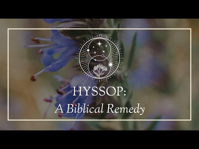 Hyssop: A Biblical Remedy