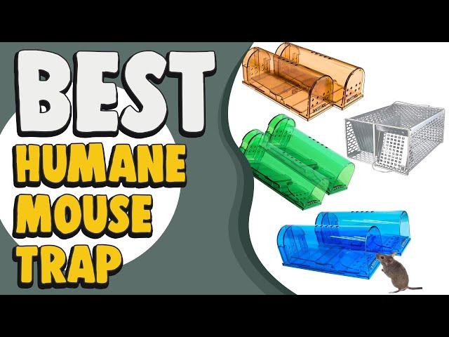 Best Humane Mouse Trap in 2021 – Expert's Suggestion!