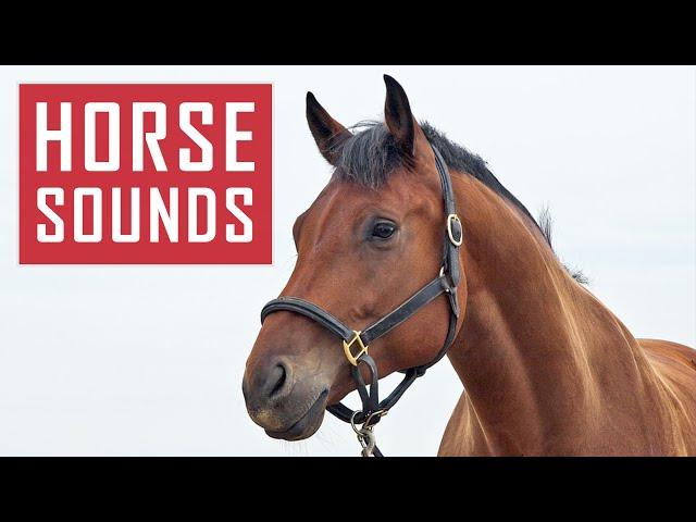 10 HORSE SOUNDS | Horses Neighing, Galloping and More HD Sound Effects