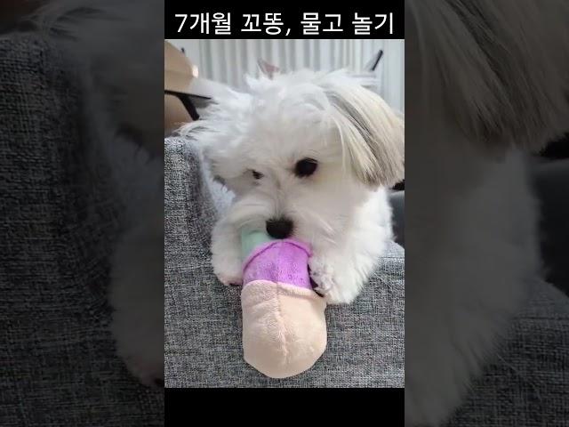 #꼬똥#강아지#애견놀잇감#꼬똥감자