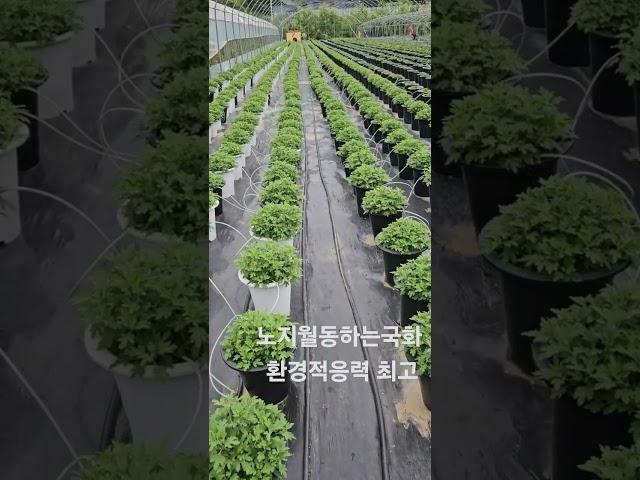 석막리꽃농장에서 키우는 국산국화 전국에서 노지월동가능 환경적으력 최고입니다 국화구입 010 2446 1978