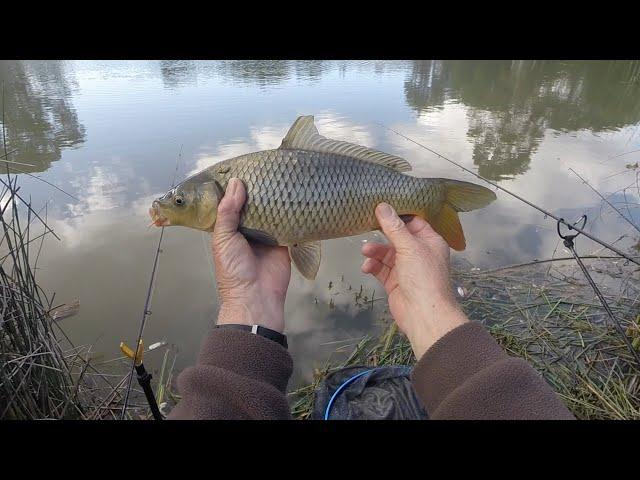 A pondfishing trip in two halves #urbanpondfishing #pondfishing #carpfishing #carp