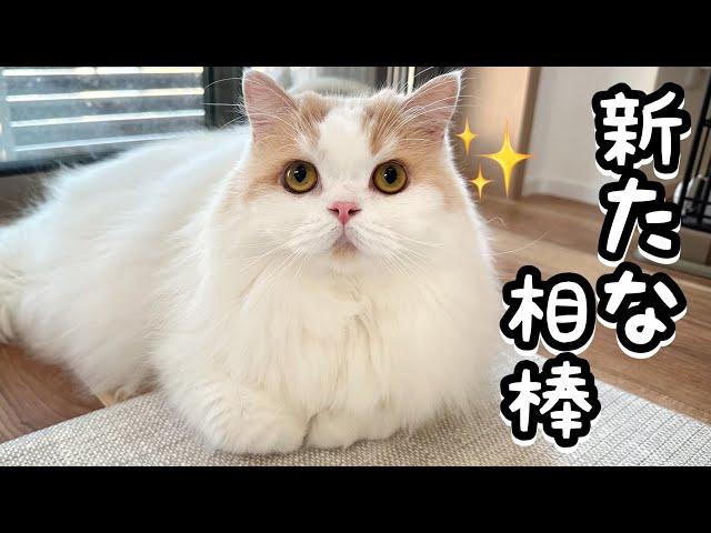 うちに新たな仲間が増えて喜ぶ犬と貫禄を見せつける猫が可愛かったw