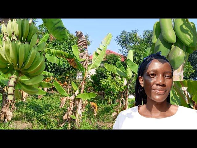 A Tour Of My  Dad's Permaculture Garden In Soroti City.