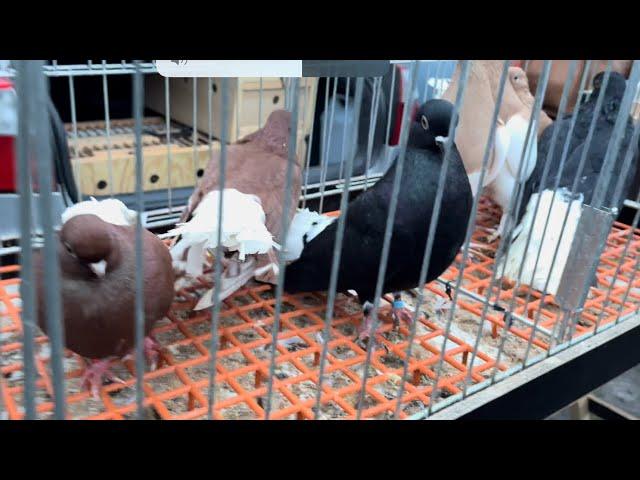 Rynek targ Wysokie Mazowieckie  16/12/2023 #gołębie #ptaki #królik #kury #pigeons #market #rabbit