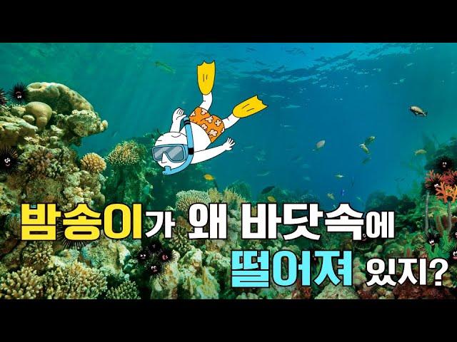 어린이과학 | 성게 | 밤송이가 왜 바닷속에 떨어져 있지? | 과학호기심 | 탐구 | 생물 |  질문에 빠진 안다씨의 과학이야기