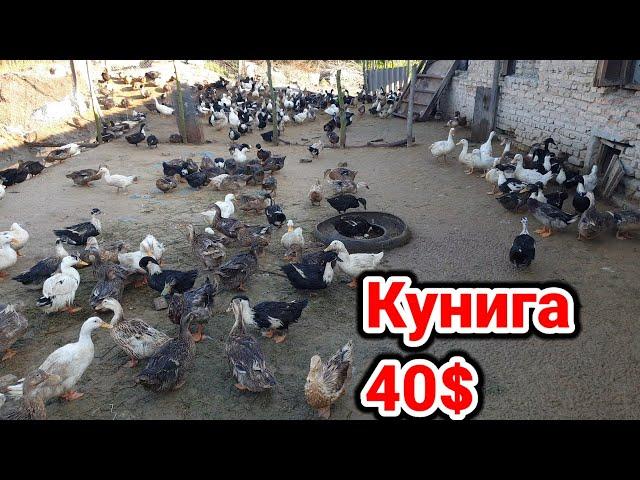 Акилли одамлар урдак бокиб бир кунига 40$ ишлаб топябди