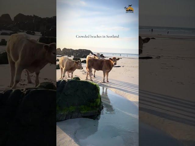 Visit Isle of Tiree, where you’ll find cows strolling along the sandy shores  