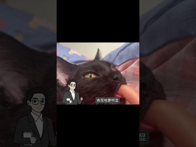 为何猫科动物喜欢吸人类手指头？是手指头很甜吗？#搞笑 #内容过于真实 #万万没想到