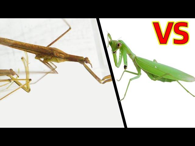 獨臂螳螂 VS 水螳螂，結果會怎樣？ Water praying mantis