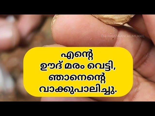 എന്റെ ഊദ് മരം വെട്ടി, ഞാനെന്റെ വാക്ക് പാലിച്ചു|oodh plant |Hamza anchumukkil