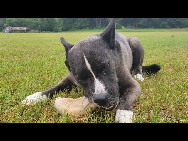 Hachi the Pitsky eating raw organic chicken: ASMR