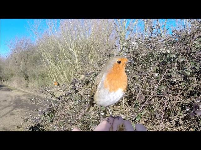 Hand feeding the Robins