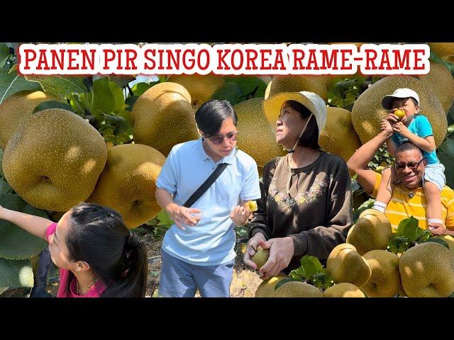 KETAHUAN DEH GARA2 SI ADEK  MUKBANG & PANEN BUAH PIR SINGO KOREA DI PERKEBUNAN AMERIKA