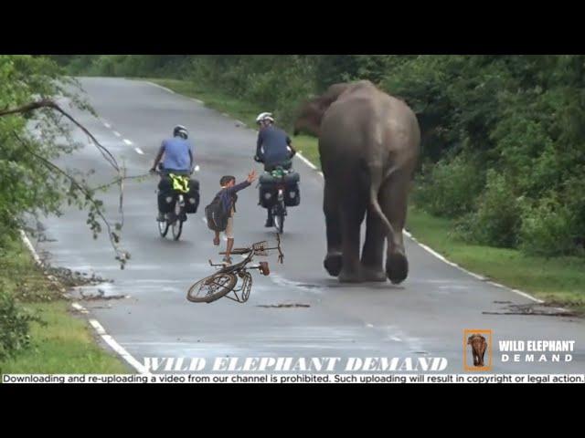 A series of horrific elephant attack incidents in one video.