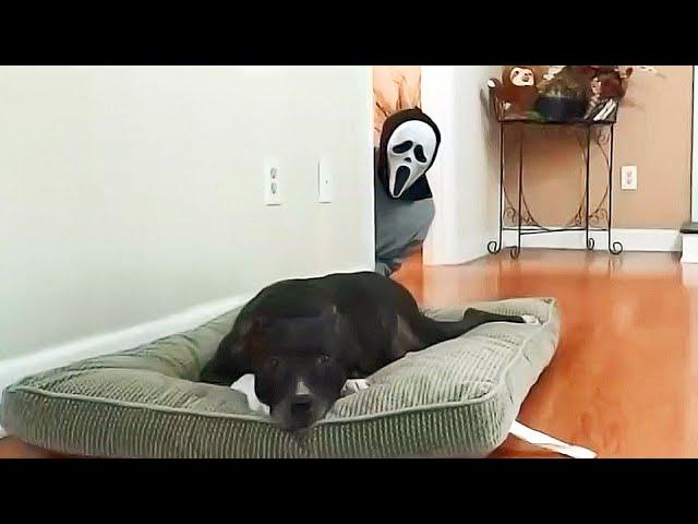 Funniest Pranks On Dogs And Cats  Try Not To Laugh  | Animals Life