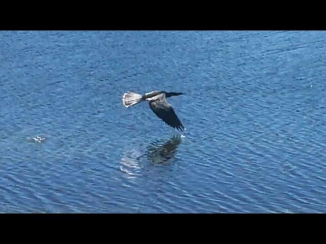 Anhinga in Flight