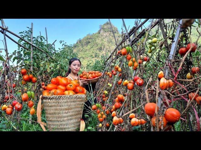 Harvesting Fresh Tomato Garden goes to the market sell l Welcome the 2 little pigs to their new home