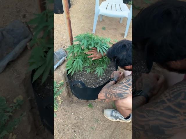 Maintenance on vegging cannabis plants