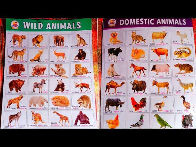 Domestic animals & Wild animals | Learn animals name