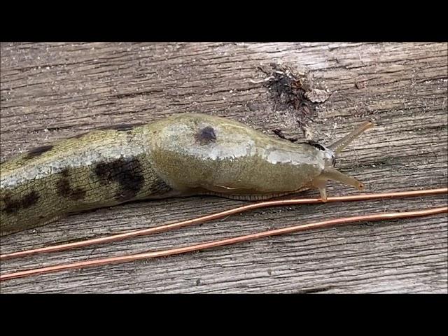 Link to my video showing an electric slug barrier for raised garden beds