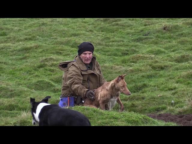 Rabbiting in the Dales