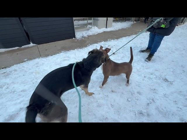 Luke & Nalani leash test