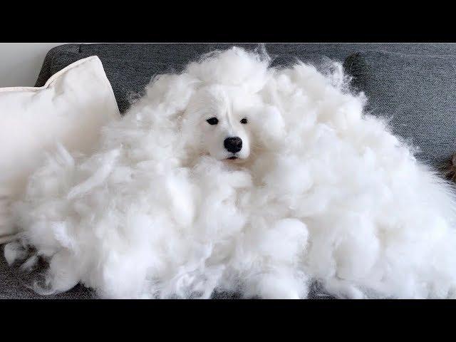 This is how much my samoyed shed in 3 days!!