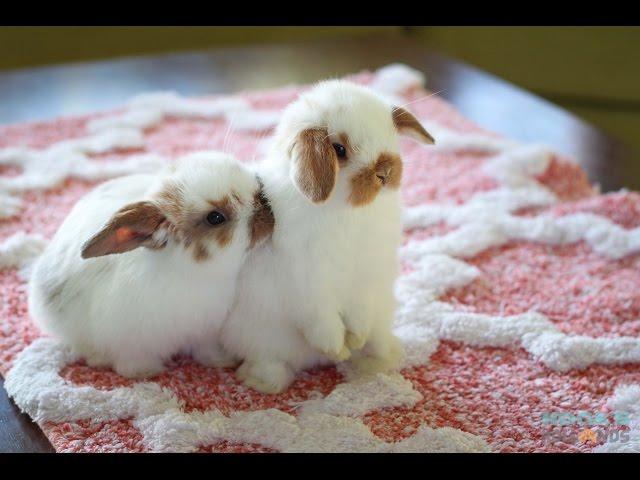 Cute Baby Holland Lop Bunnies Playing Inside the House