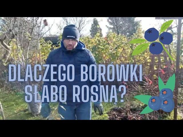 Dlaczego nasze borówki słabo rosną??? Co z tym zrobić?