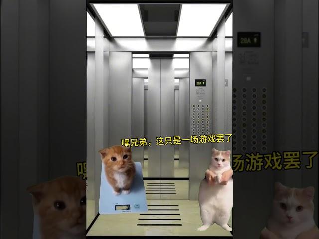 当你在电梯听到这首歌……#有趣 #故事 #貓 #猫猫meme小剧场 #猫meme #内容过于真实 #猫meme小剧场 #猫meme剧场 #喵不可言 #shorts