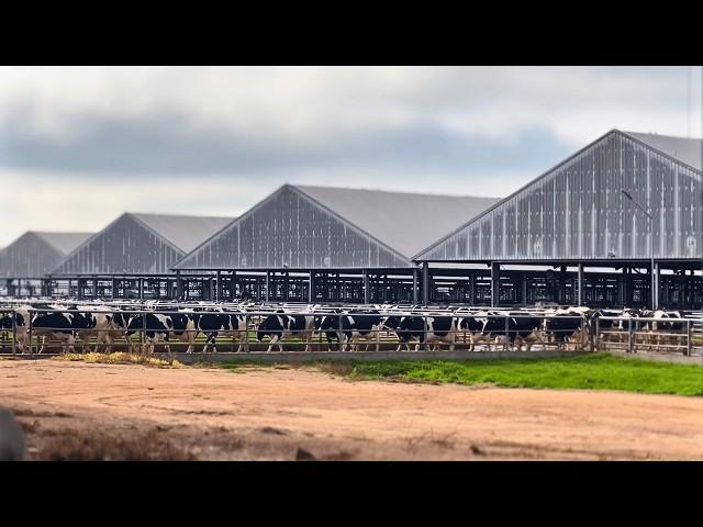 THE BIGGEST DAIRY FARM IN SOUTH AMERICA