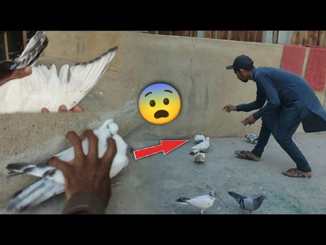 Jumbo Size Ka Kalpara Kabootar Pkra || 2 Kabootar Aiy Aik Pkar Lia. #petsvlog #itspigeonlover