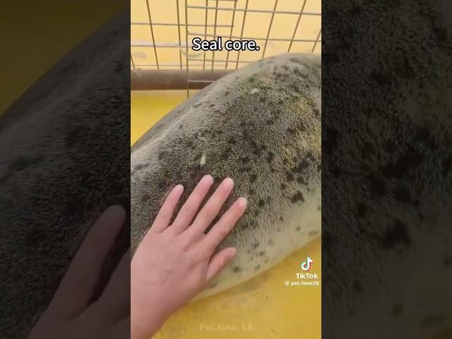 sealᶘ ᵒᴥᵒᶅ#актив #рекомендации #seal