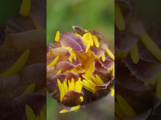 #flowers #macrphotography #macro #макро #spring #springflowers #tussilago #coltsfoot #march